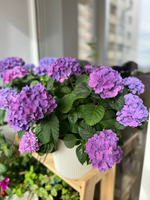 «Таблетензия Пурпл» («Tabletensia Purple») С7.5