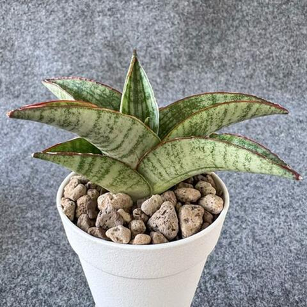 Сансевиерия ROCKSTAR