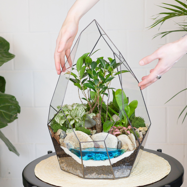 Готовый флорариум бонсай Фикус Айсберг с озером