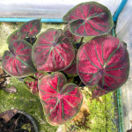 Каладиум MOR SI NOY