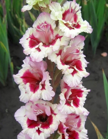 Гладиолус Смутни аккант (5 шт) Волжский Сад