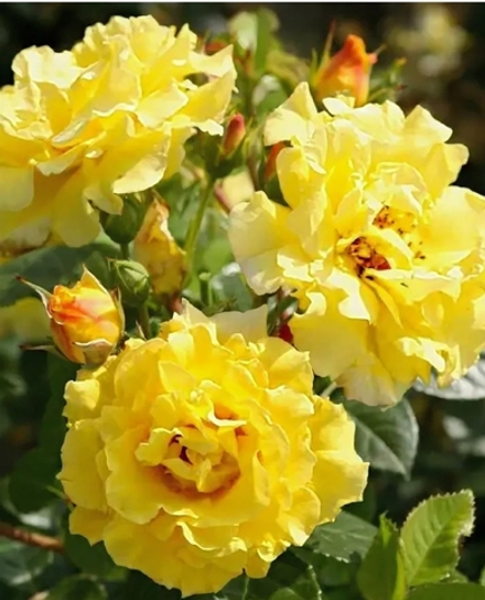 Лихткёнигин Лючия (Lichtkonigin Lucia)