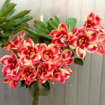 Адениум PAPRIKA