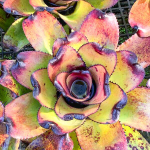 Неорегелия NELSON X GIANT