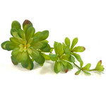 Суккулент зеленый ветка 6 шт.