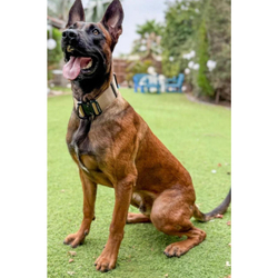 Тактический ошейник с ручкой K9 INDUSTRIES