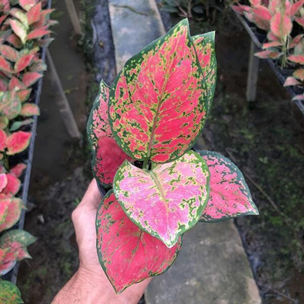 Аглаонема RED ANYAMANEE