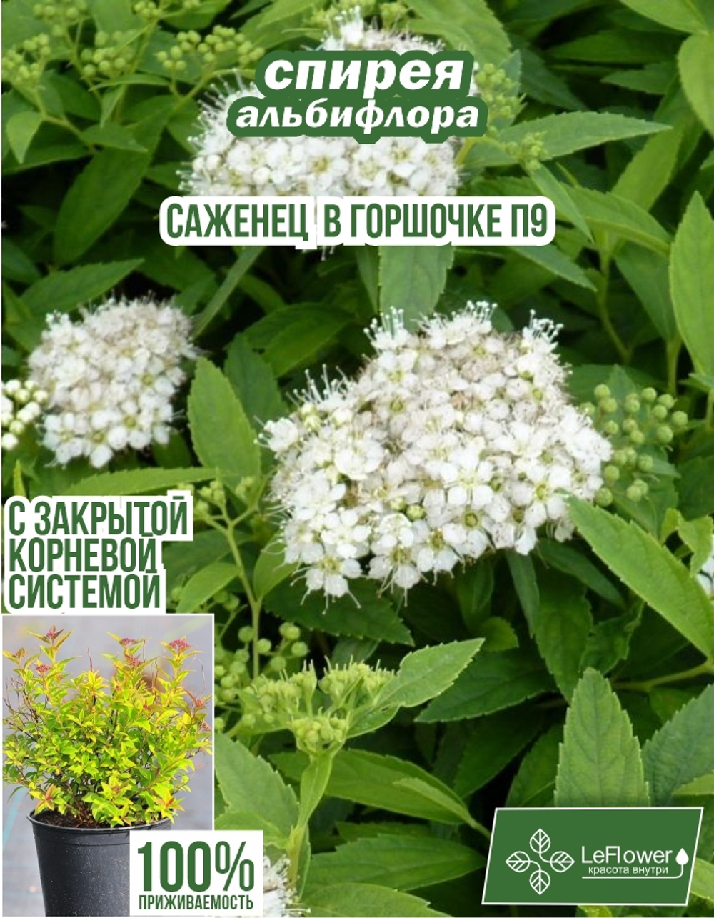 Саженец, Спирея, Альбифлора