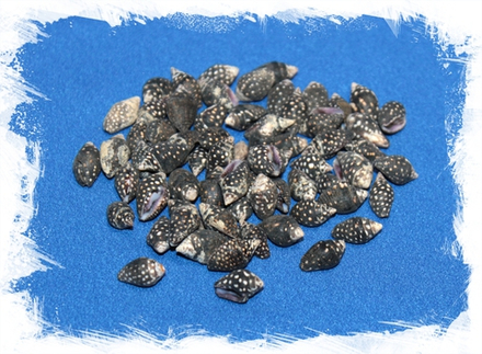 Ракушки Колумбелла Океллата, 0,5-2см, 100гр, 180шт