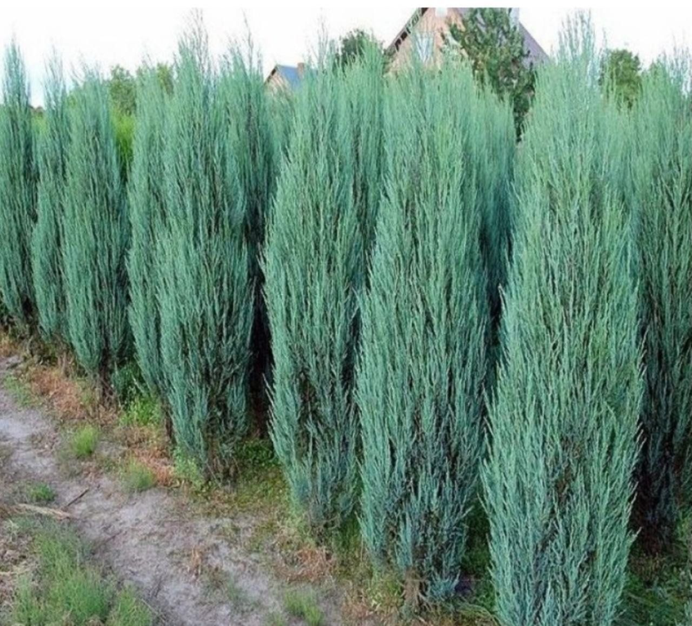Можжевельник скальный Блю Арроу (Juniperus scopulorum Blue Arrow) р9 август 2026 г