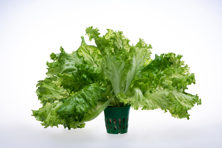 Салат Батавия