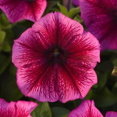 S60210 Петуния кустовая Multiflora MIRAGE PLUM 1000 шт.