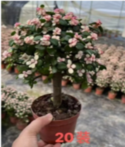 Суккулент д.12 штамб