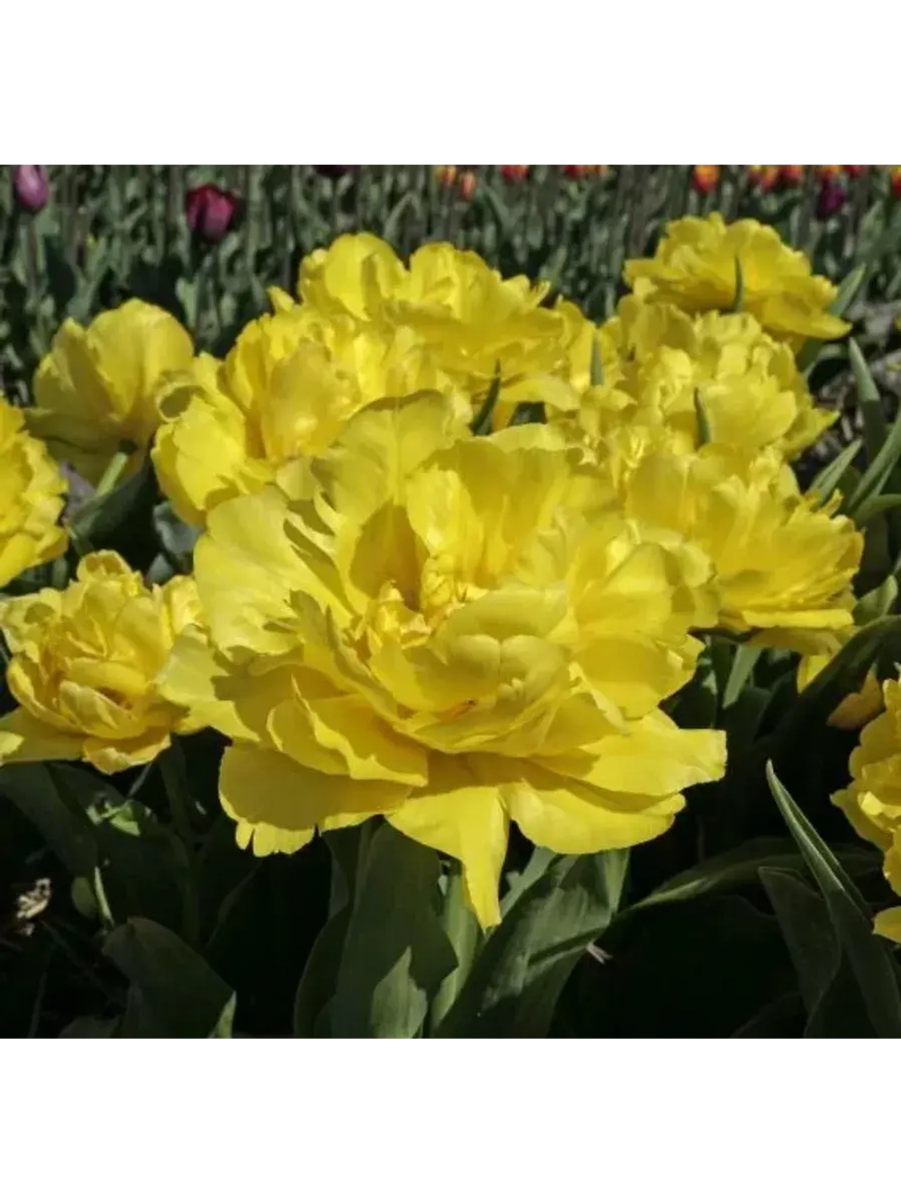 Тюльпаны пионовидные ,луковицы сорт LIMOUSINE желтые (4шт)