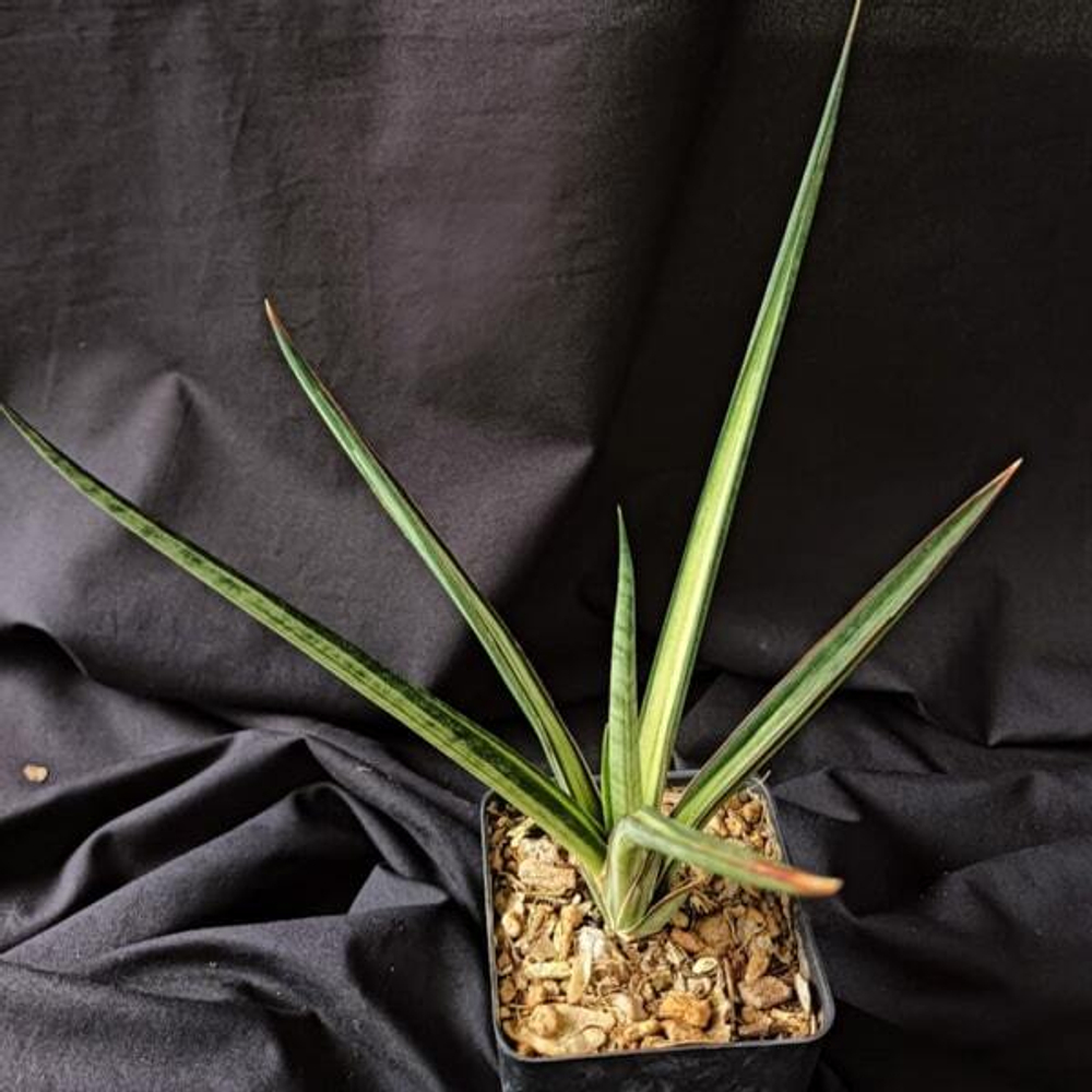 Сансевиерия ANGEL WING WHITE VAR