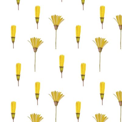 Цветы на белом фоне