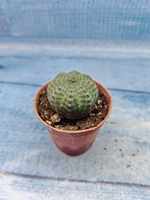 Euphoria Obesa (Эуфорбия)