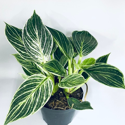 Филодендрон "Платинум Даймонд"