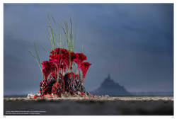 Floral Poetry in Normandy