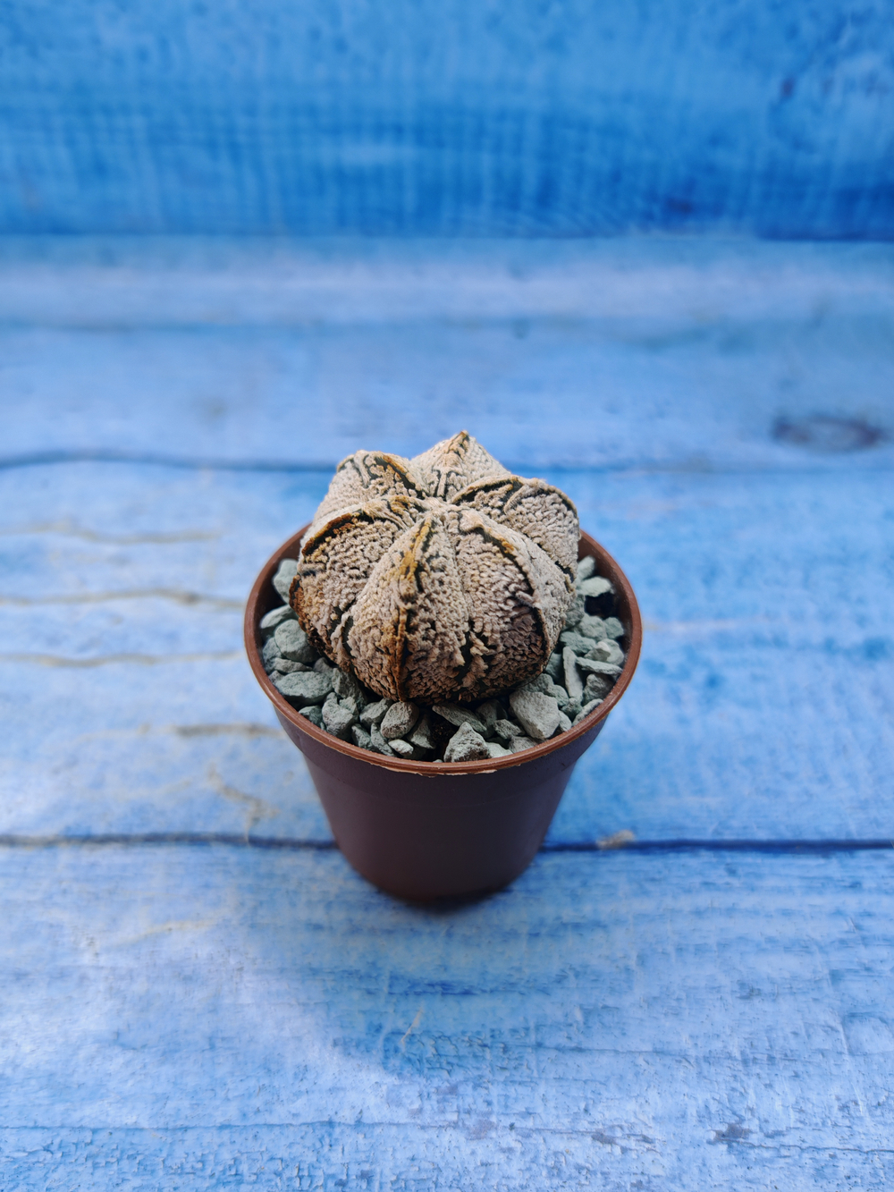Astrophytum Asterias "Super Kabuto" (Астрофитум)