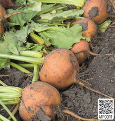 Болдор семена свеклы (Bejo / Бейо)