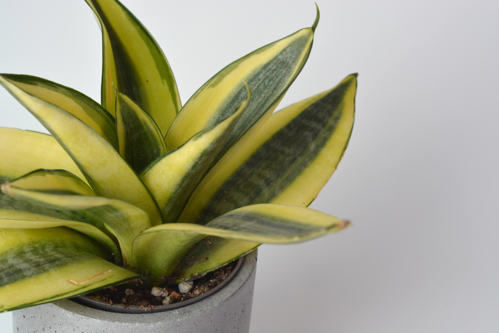 Сансевиерия Ханни Голден / Sansevieria Honey Golden