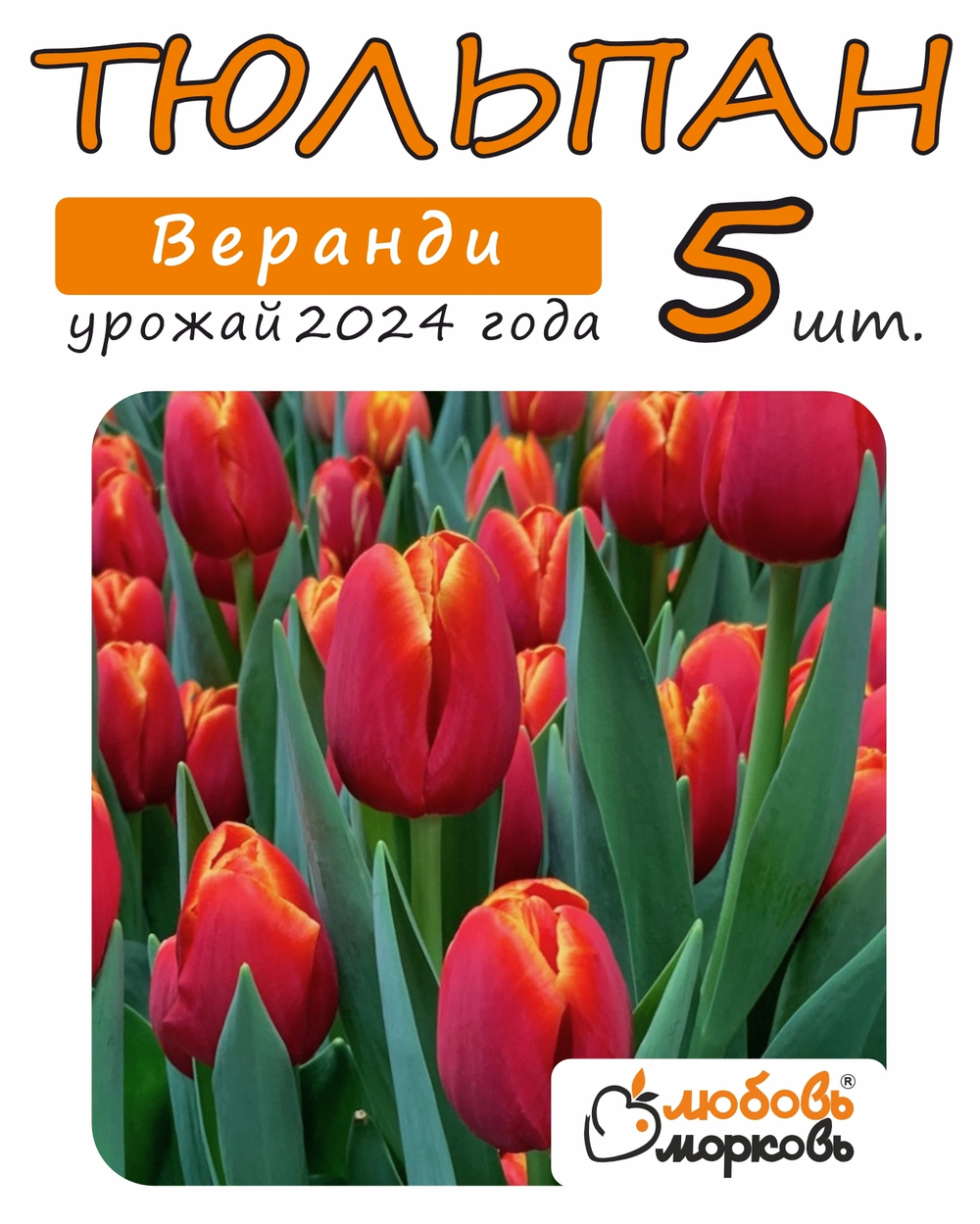 Тюльпан Луковица, Веранди, 5шт