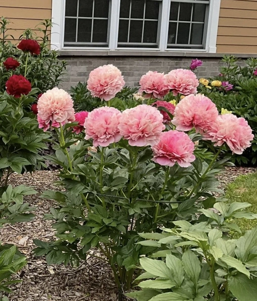 Пион Мэри Джо Легар 3-5 почек Закупка М81 октябрь 2026