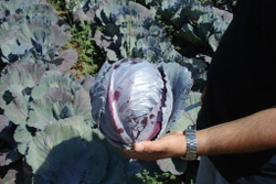 Капуста к/к Ремала F1 (50шт) Витагрин Профи