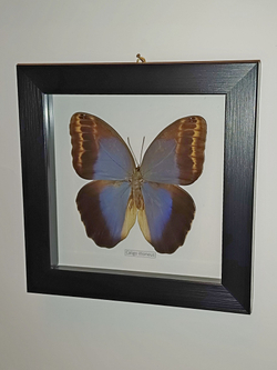 Бабочка Caligo illioneus в рамке