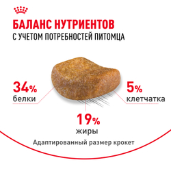 Royal Canin British Shorthair Adult Корм сухой сбалансированный для взрослых британских короткошерстных кошек - 4 кг