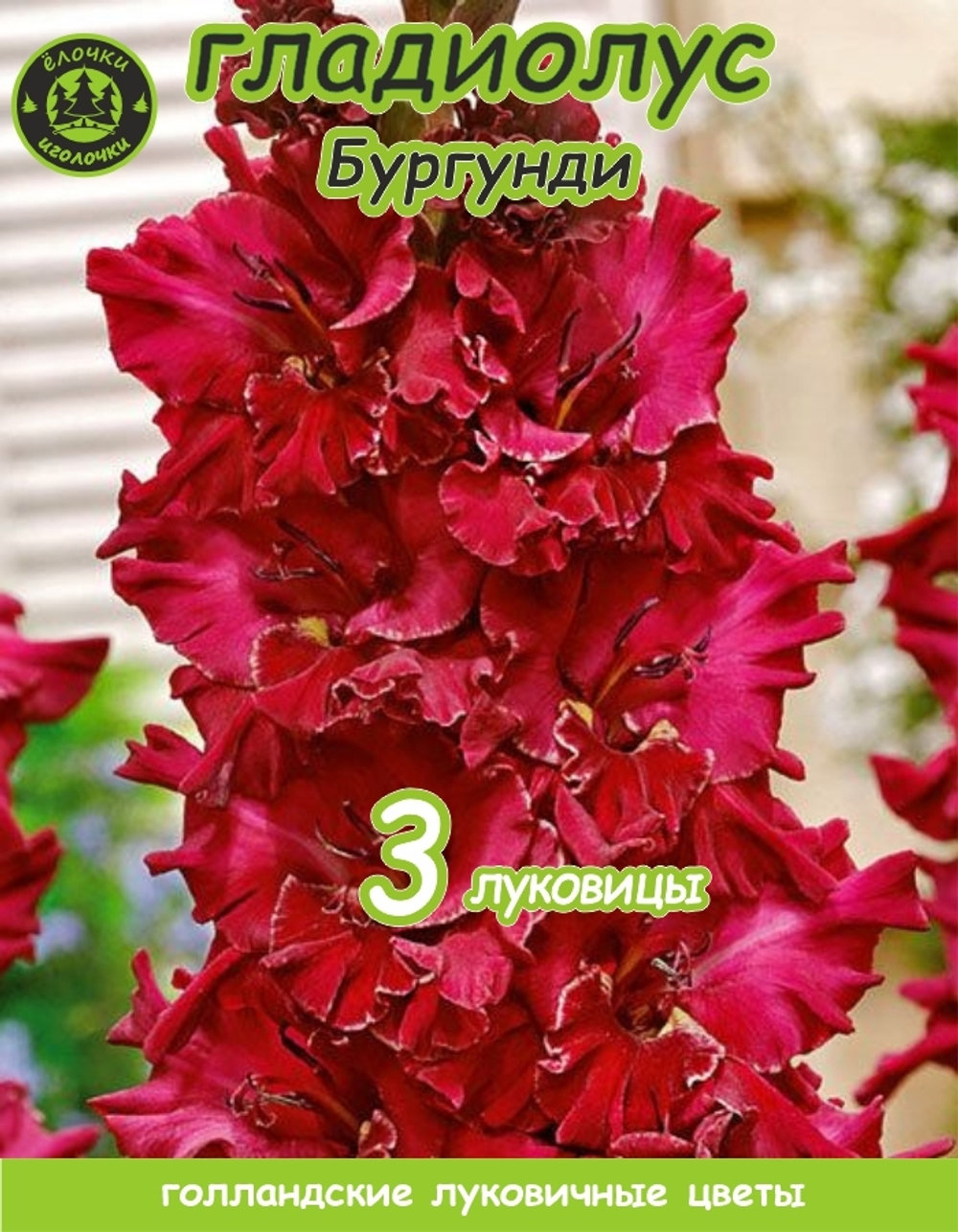 Гладиолус Луковица, Бургунди, 3 шт