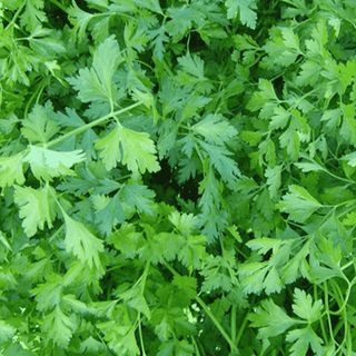 Петрушка Итальянский  Гигант 5 грамм