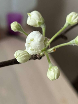 Ветки яблони