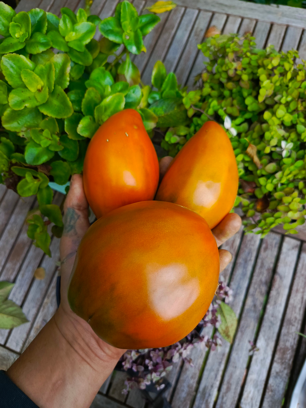 Огненный гребень охра (Cresta di Fuoko ochre) сорт томата