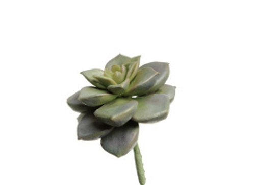 Суккулент Эхеверия Элеганс зелёно-серебристо-сиреневый