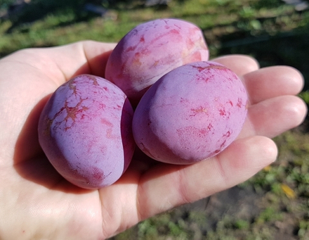 Слива домашняя Дашенька