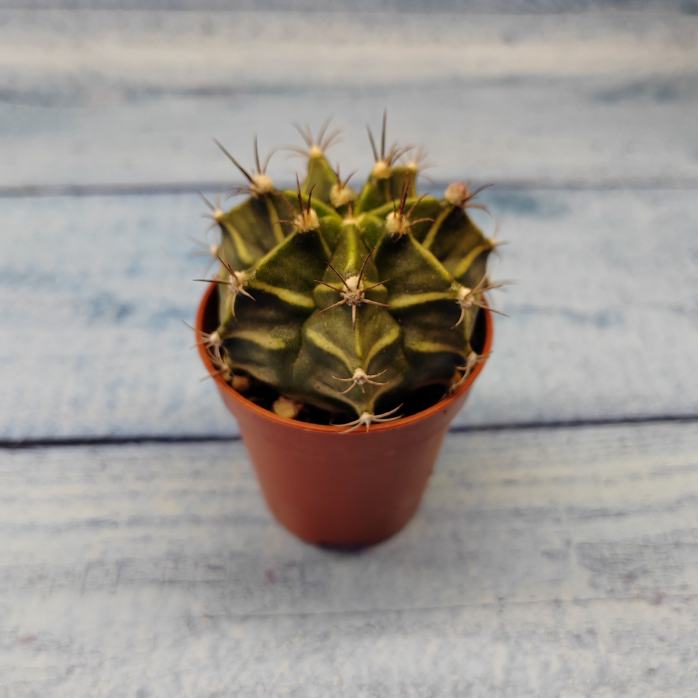Gymnocalycium Friedrichii (Гимнокалициум)