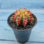 Gymnocalycium Variegata (Гимнокалициум Вариегатный)