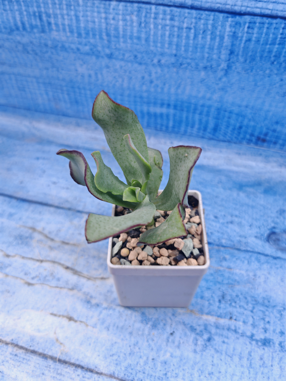 Crassula Arborescens Curly (Крассула)