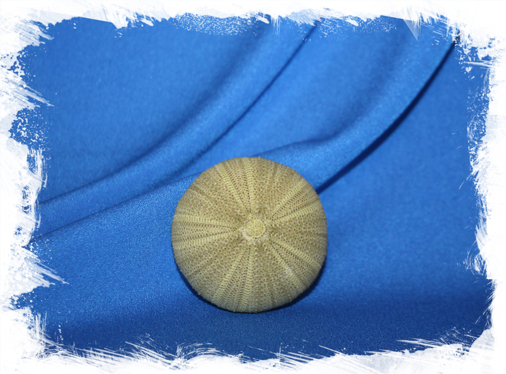 Зеленый панцирь морского ежа