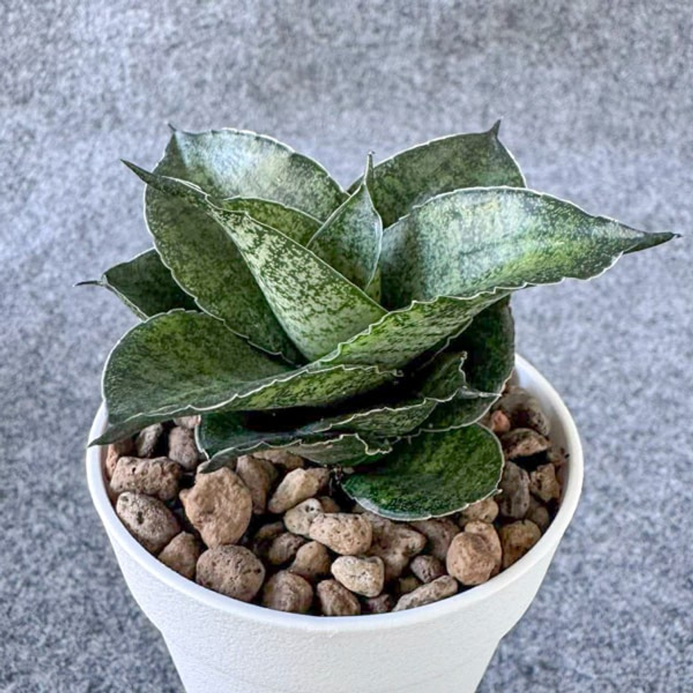 Сансевиерия MAHA NAKHON MUT