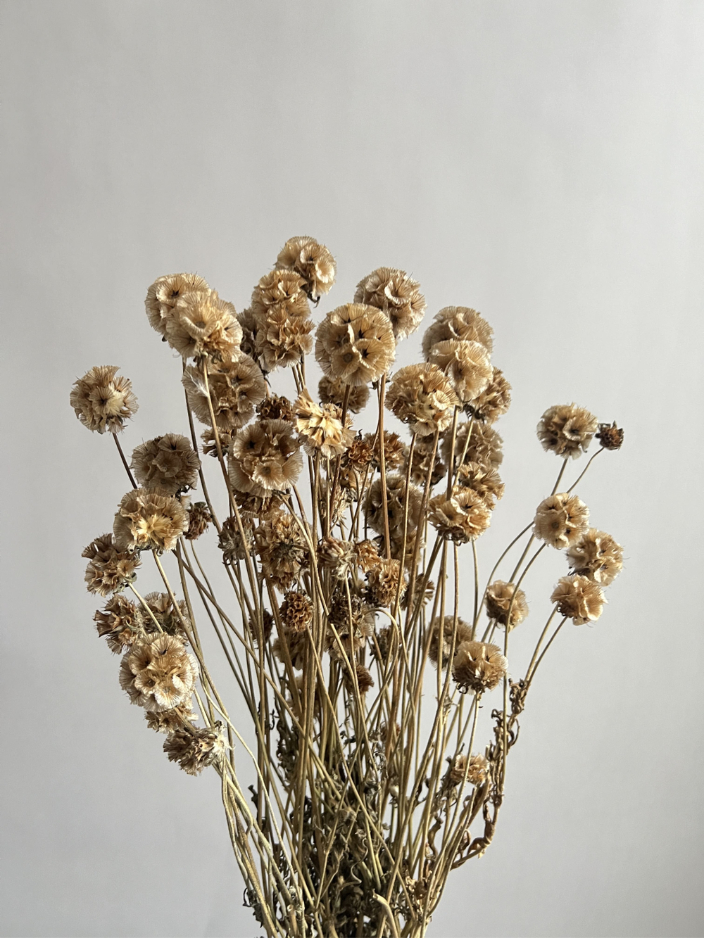 Скабиоза кустовая натуральная