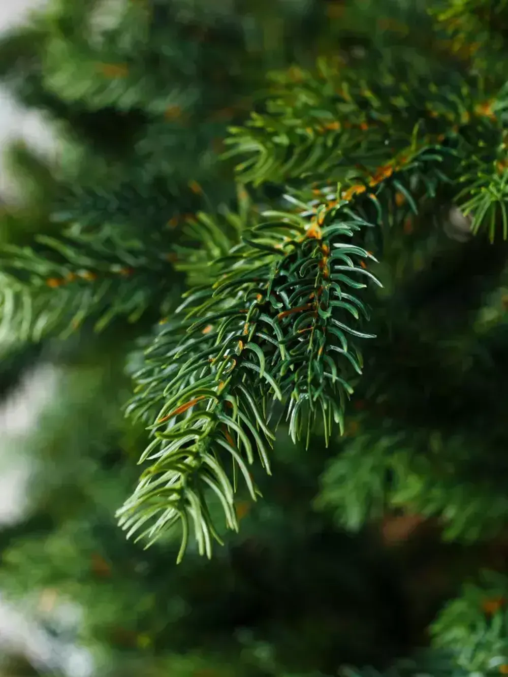 Ель искусственная «Брено» (Литая) 210 см / 2.1 м