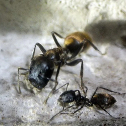 Муравьи Colobopsis leonardi (Пробкоголовый муравей)