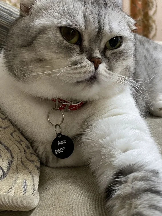 Адресник с гравировкой, для собак и кошек, большая черная косточка 38*25мм (металл)