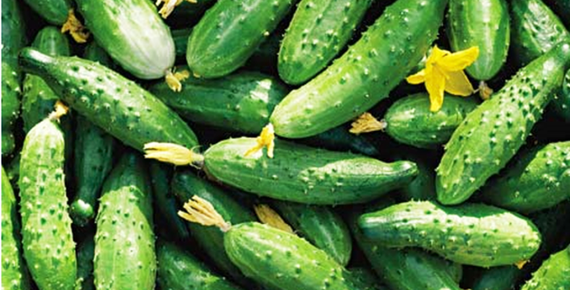 Колорит F1 семена огурца пчелоопыляемого (Гавриш) – фото 2