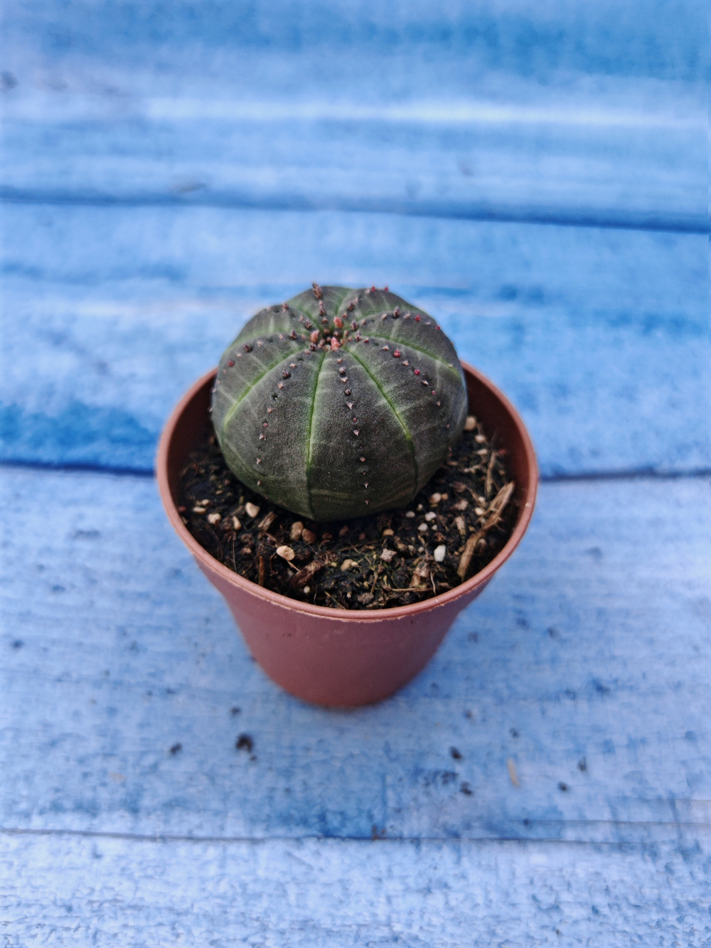 Euphorbia Obesa (Эуфорбия)
