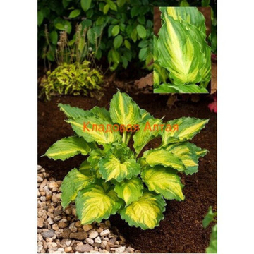 Хоста Лейксайд Пейсли Принт