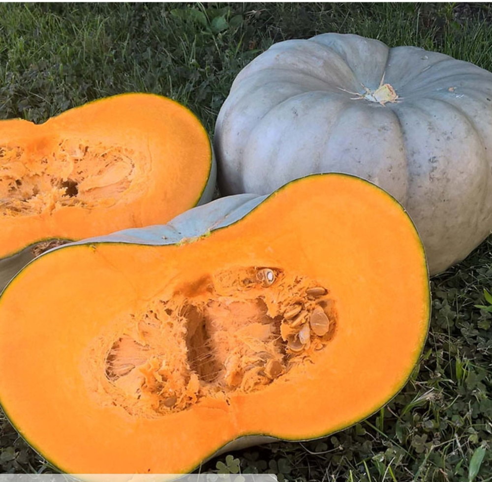 Тыква Сампсон F1 - Sampson 1000 семян